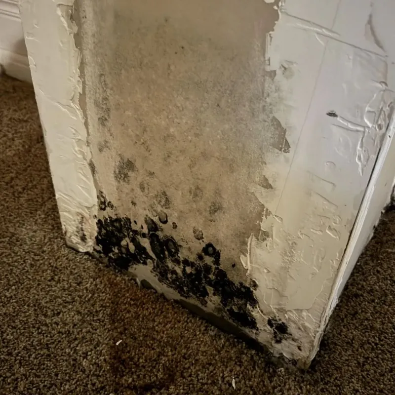Professional Mold Removal in Campo, CA